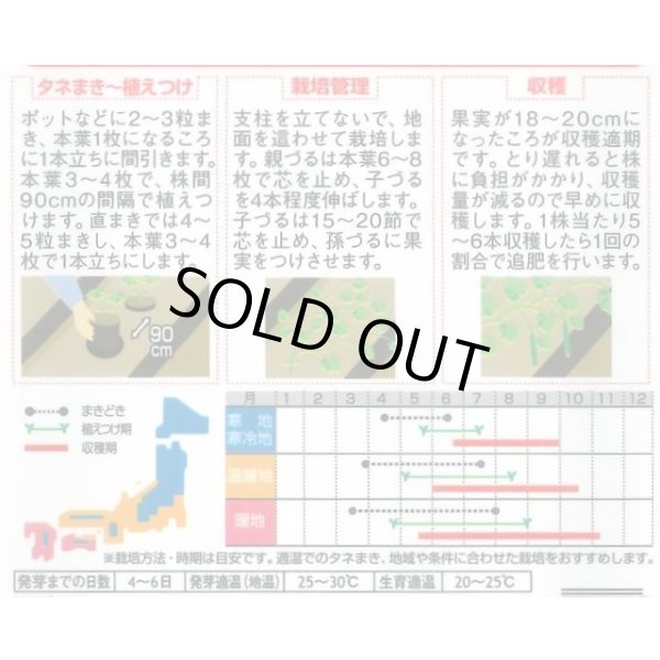 画像2: 送料無料　[キュウリ]　霜知らず地這　約50粒　(株)サカタのタネ　実咲350（002850） (2)