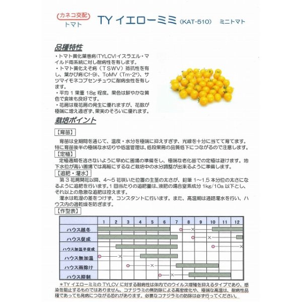 画像2: [トマト/ミニトマト]　送料無料！　TYイエローミミ　1000粒　　カネコ交配　 (2)