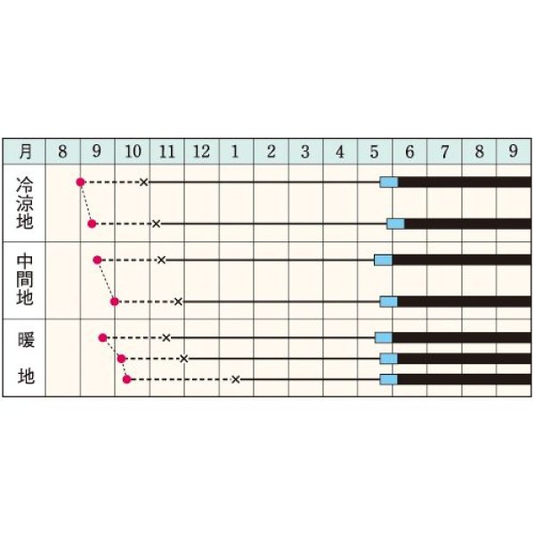 画像5: 送料無料　[たまねぎ]　ケルたまルビー　2dl　タキイ種苗(株) (5)