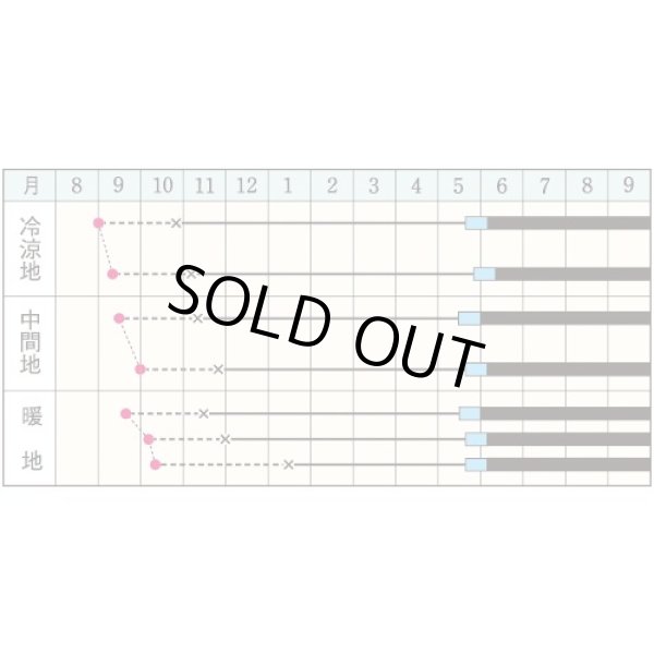 画像5: 送料無料　[たまねぎ]　ケルたまルビー　2dl　タキイ種苗(株) (5)