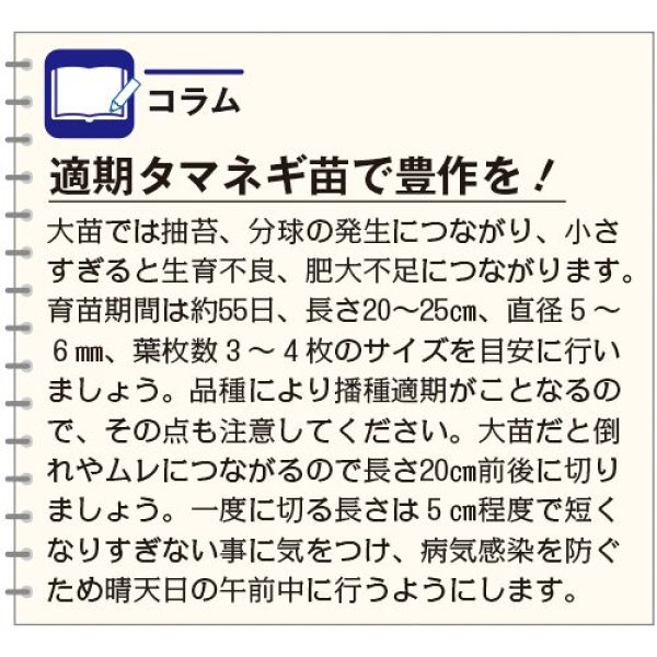 画像4: [たまねぎ] ケルたまルビー 20ml タキイ種苗(株) (4)