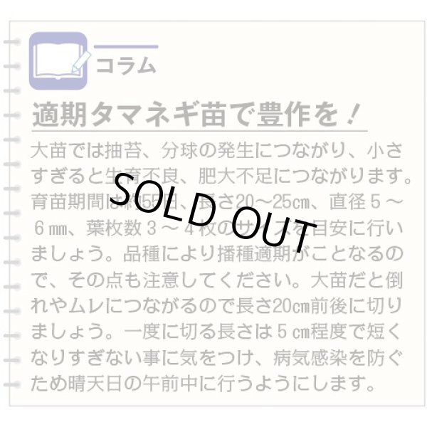 画像4: 送料無料　[たまねぎ]　ケルたまルビー　2dl　タキイ種苗(株) (4)
