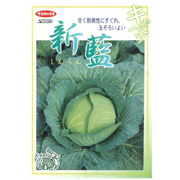 画像2: 送料無料　[キャベツ]　新藍　2000粒　（株）サカタのタネ (2)