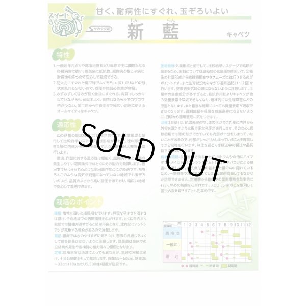 画像3: 送料無料　[キャベツ]　新藍　約65粒　(株)サカタのタネ　実咲450（002914） (3)