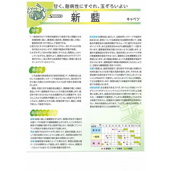 画像3: 送料無料　[キャベツ]　新藍　2000粒　（株）サカタのタネ (3)