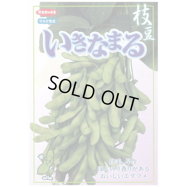 画像2: [枝豆]　いきなまる　1L　(株)サカタのタネ (2)