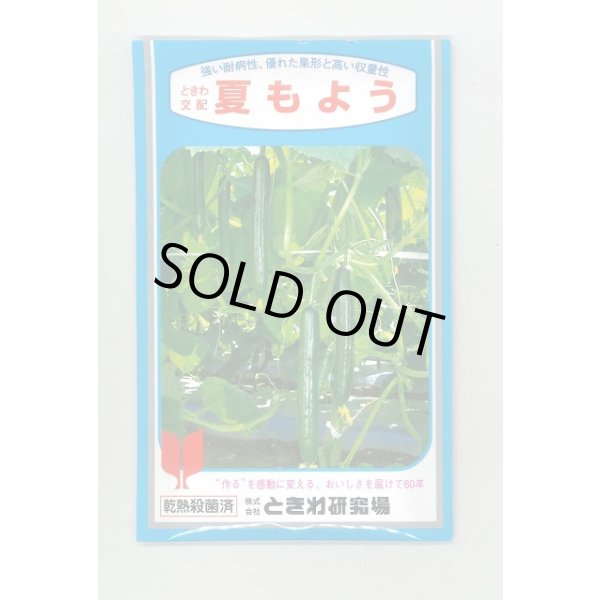 画像1: 送料無料　[キュウリ]　夏もよう　350粒　(株)ときわ研究場 (1)
