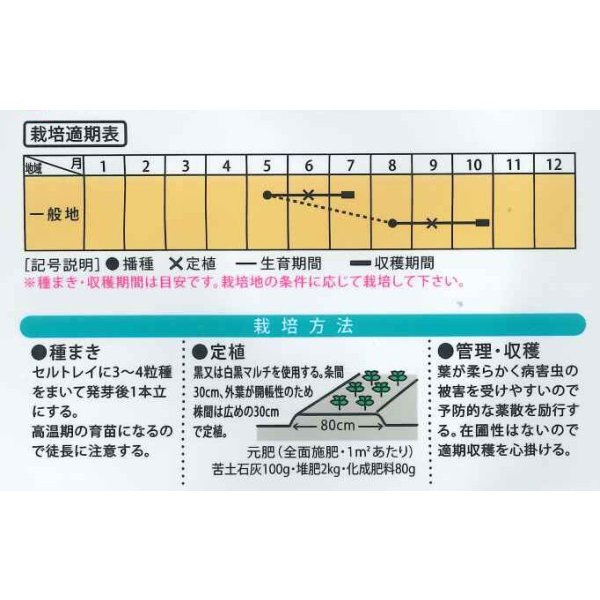 画像4: 送料無料　[白菜]　ミニはくさい　まるごとサラダ　1ml　（株）大和農園 (4)