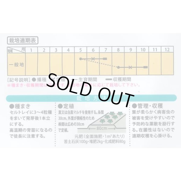 画像4: 送料無料　[白菜]　ミニはくさい　まるごとサラダ　1ml　(株)大和農園 (4)