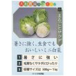 画像2: [白菜]　ミニはくさい　まるごとサラダ 0.5ml　  （株）大和農園 (2)
