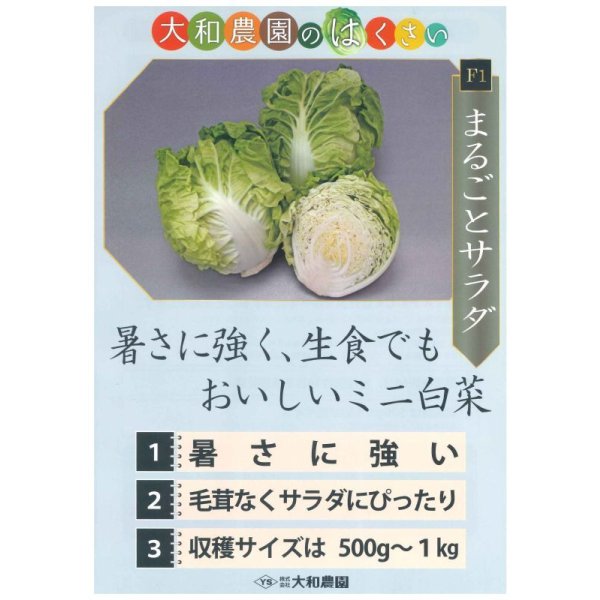 画像2: 送料無料　[白菜]　ミニはくさい　まるごとサラダ　1ml　（株）大和農園 (2)