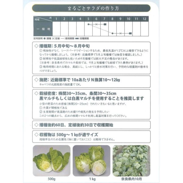 画像3: 送料無料　[白菜]　ミニはくさい　まるごとサラダ　1ml　（株）大和農園 (3)