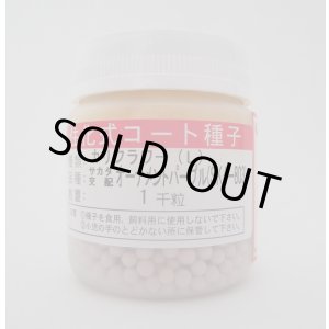 画像: [カリフラワー]　オーナメントパープル　ペレット1000粒　(株)サカタのタネ