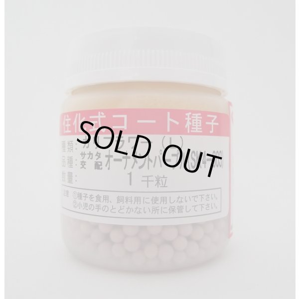 画像1: [カリフラワー]　オーナメントパープル　ペレット1000粒　(株)サカタのタネ (1)
