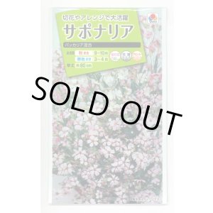 画像: 送料無料　花の種　サポナリア　バッカリア混合　約200粒　タキイ種苗(ＮL200)