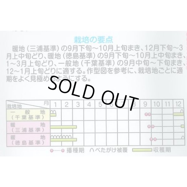 画像6: 送料無料 大根 冬の守 800粒 (株)サカタのタネ (6)