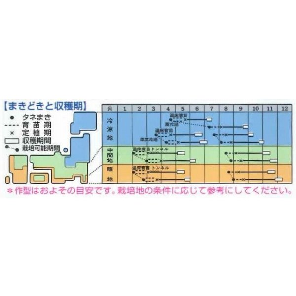 画像2: 送料無料　[白菜]　きらぼし65ＳＰ　0.8ml（約200粒）　タキイ種苗(株)　DF (2)