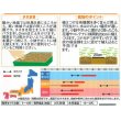 画像2: 花の種　アリッサム 混合　約334粒　サカタのタネ（株）実咲200 (2)