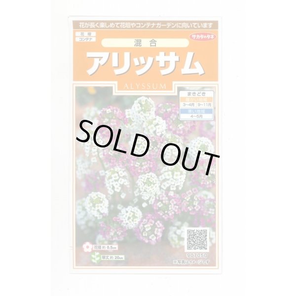 画像1: 送料無料　花の種　アリッサム　混合　約300粒　（株）サカタのタネ　実咲200（026308） (1)