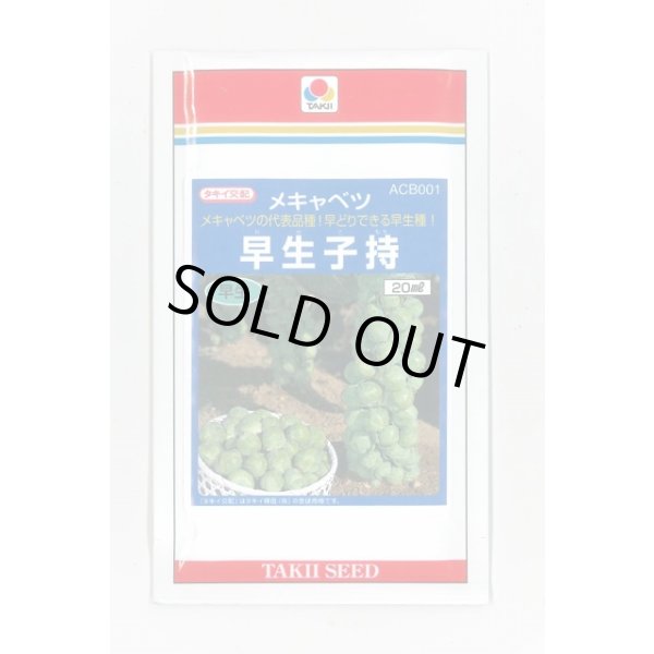 画像1: [キャベツ] 芽キャベツ 早生子持 20ml タキイ種苗(株) (1)