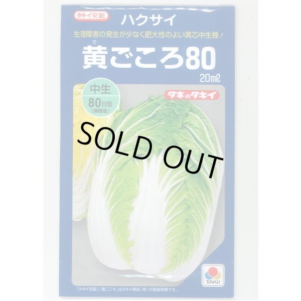 画像1: 送料無料　[白菜]　黄ごころ80　20ml　タキイ種苗(株) (1)