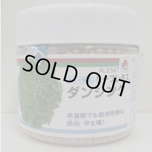 画像: [レタス]　ダンシング　ペレット種子　5000粒　タキイ種苗(株)