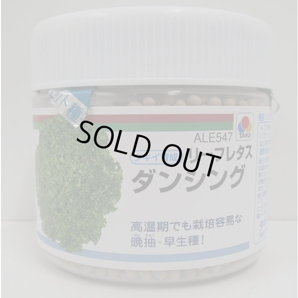 画像1: [レタス]　ダンシング　ペレット種子　5000粒　タキイ種苗(株) (1)