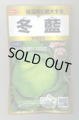 画像: 送料無料　[キャベツ]　冬藍　ペレット300粒　(株)サカタのタネ　実咲PRO（101533）