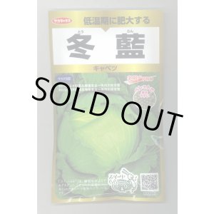 画像: 送料無料　[キャベツ]　冬藍　ペレット300粒　(株)サカタのタネ　実咲PRO（101533）
