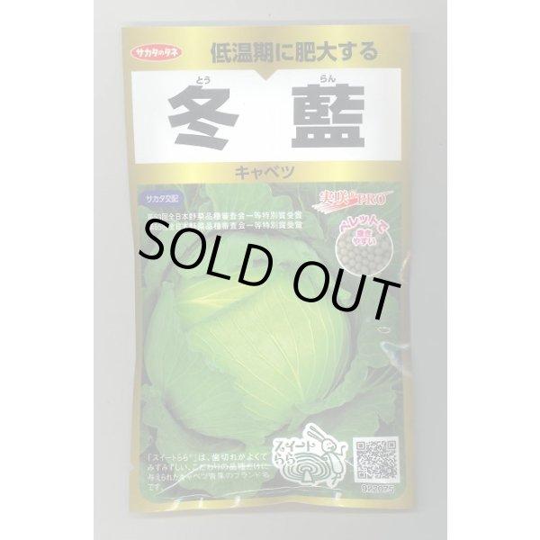 画像1: 送料無料　[キャベツ]　冬藍　ペレット300粒　(株)サカタのタネ　実咲PRO（101533） (1)