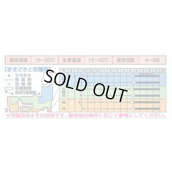 画像5: 送料無料　[たまねぎ]　ケルたまルビー　1.8ml　タキイ種苗(株)RF (5)