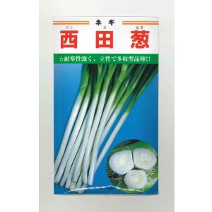 画像: 送料無料　[ねぎ]　西田葱　20ml　カネコ種苗
