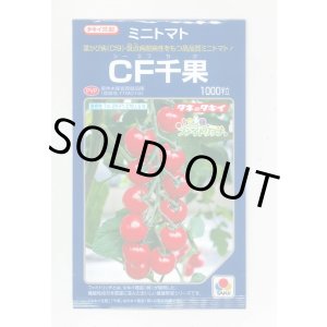画像: 送料無料　[トマト/ミニトマト]　CF千果　1000粒　貴種(コートしてません)　タキイ種苗(株)