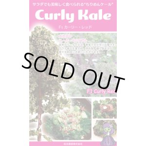 画像: 送料無料　ちりめんケール　カーリーレッド　コート種子30粒　松永種苗(株)