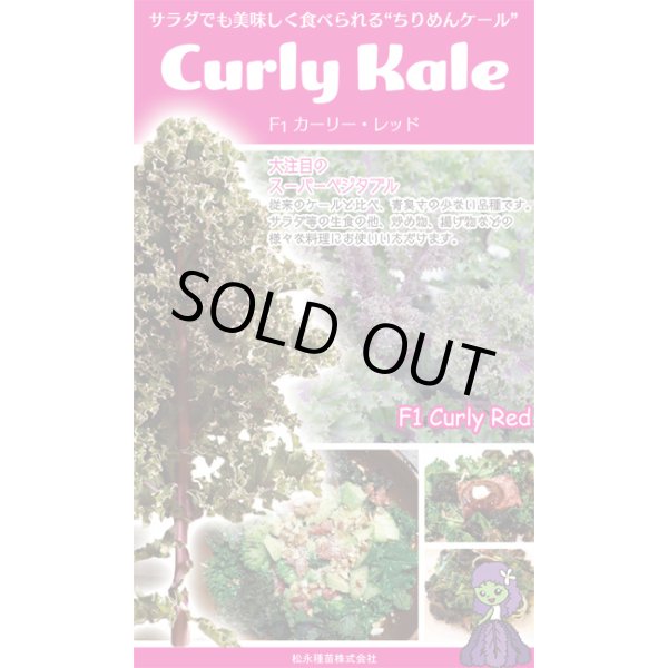 画像1: 送料無料　ちりめんケール　カーリーレッド　コート種子30粒　松永種苗(株) (1)