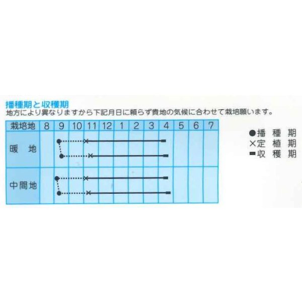 画像2: 送料無料　[たまねぎ]　エイワン　3.5ml（約430粒）(株)タカヤマシード (2)