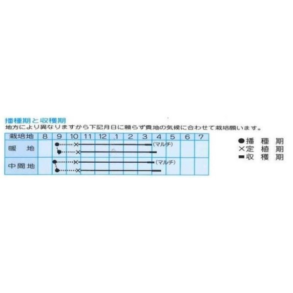 画像2: [たまねぎ] トップゴールド320 20ml (株)タカヤマシード (2)