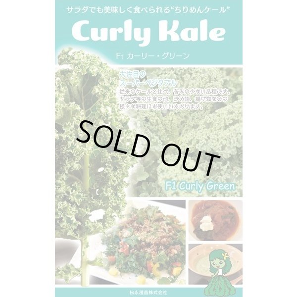 画像1: 送料無料　ちりめんケール　カーリーグリーン　コート種子30粒　松永種苗(株) (1)
