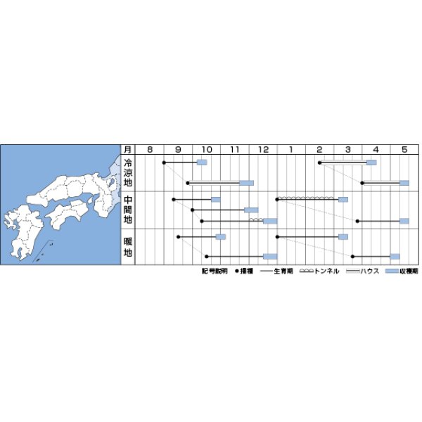 画像2: [ほうれんそう] 吉兵衛 3万粒(種子サイズ：Ｍ) タキイ種苗(株) (2)