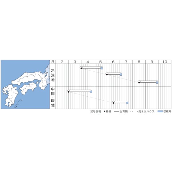 画像3: [ほうれんそう]　晩抽サマーヒット　(種子サイズM)3万粒　タキイ種苗 (3)