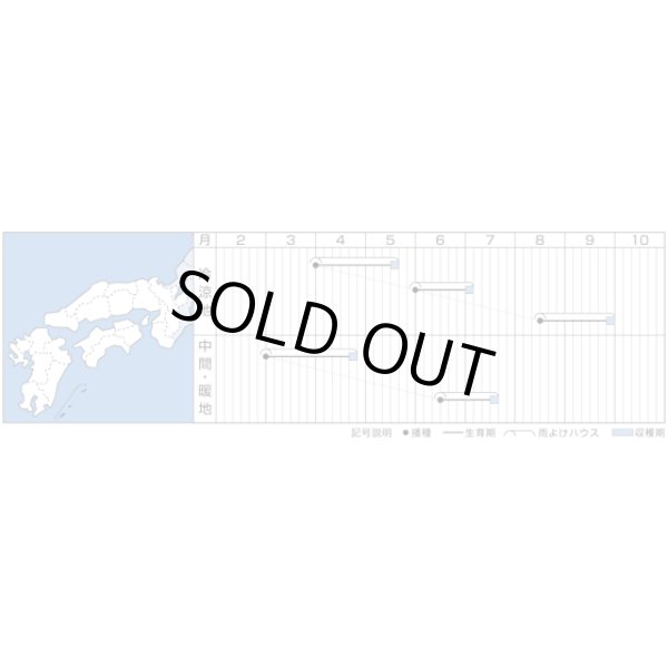 画像3: [ほうれんそう]　晩抽サマーヒット　（種子サイズM）3万粒　タキイ種苗 (3)