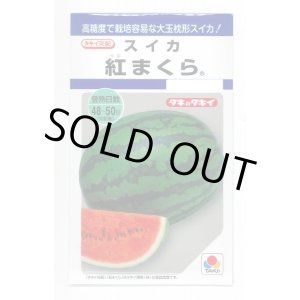 画像: 送料無料　[スイカ]　大玉スイカ　紅まくら　8粒　タキイ種苗(株)