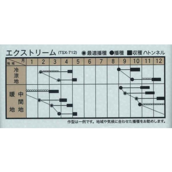 画像4: ほうれんそう　エクストリーム　　3万粒　（種子サイズM）トキタ種苗(株) (4)