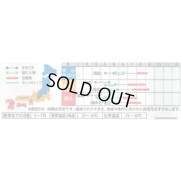 画像3: 送料無料　[かぼちゃ]　そうめんカボチャ　金糸うり　約30粒　(株)サカタのタネ　実咲450（002881） (3)