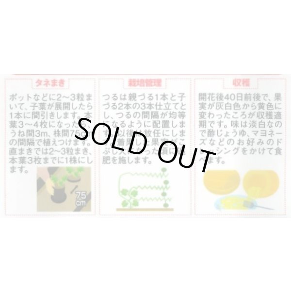 画像2: 送料無料　[かぼちゃ]　そうめんカボチャ　金糸うり　約30粒　(株)サカタのタネ　実咲450（002881） (2)