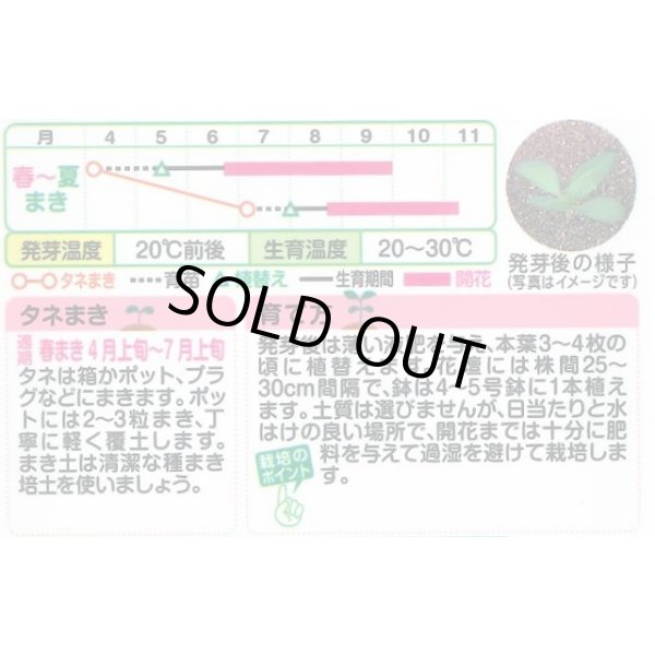 画像2: 送料無料　花の種　百日草(ジニア)・ザハラダブル　ミックス　小袋　タキイ種苗(株)NL300 (2)