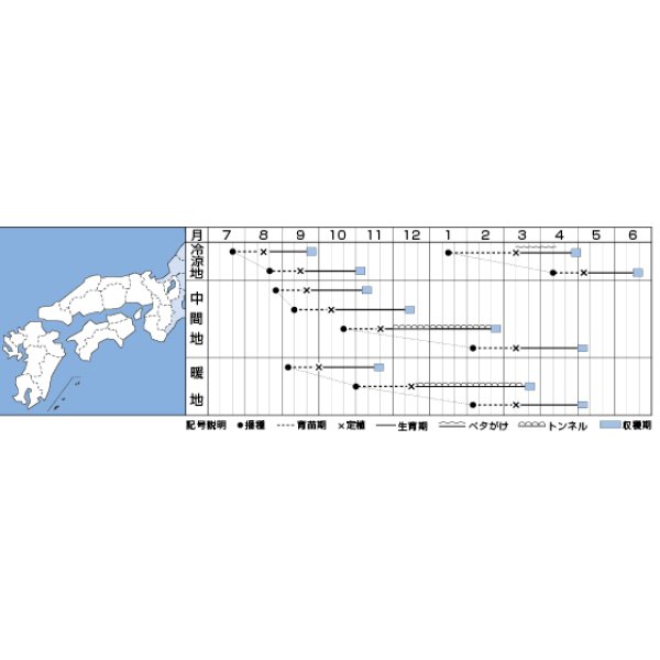 画像2: 送料無料　[レタス]　グリーンブーケ　ペレット　130粒　タキイ種苗(株) (2)