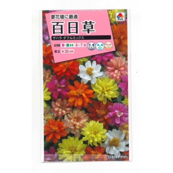 画像1: 花の種　百日草（ジニア）・ザハラダブル ミックス　小袋　タキイ種苗（株） (1)