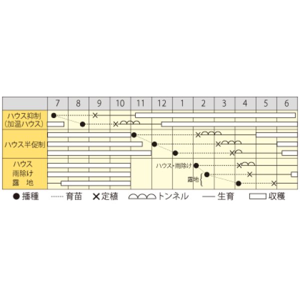 画像2: [パプリカ]　ちびパプ　オレンジ　5粒　丸種（株） (2)