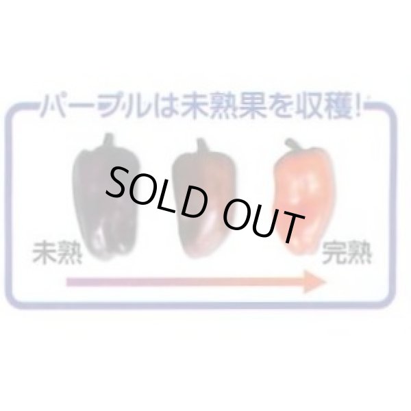 画像4: 送料無料　[パプリカ]　ちびパプ　4色混合　12粒(各色3粒)　丸種(株) (4)